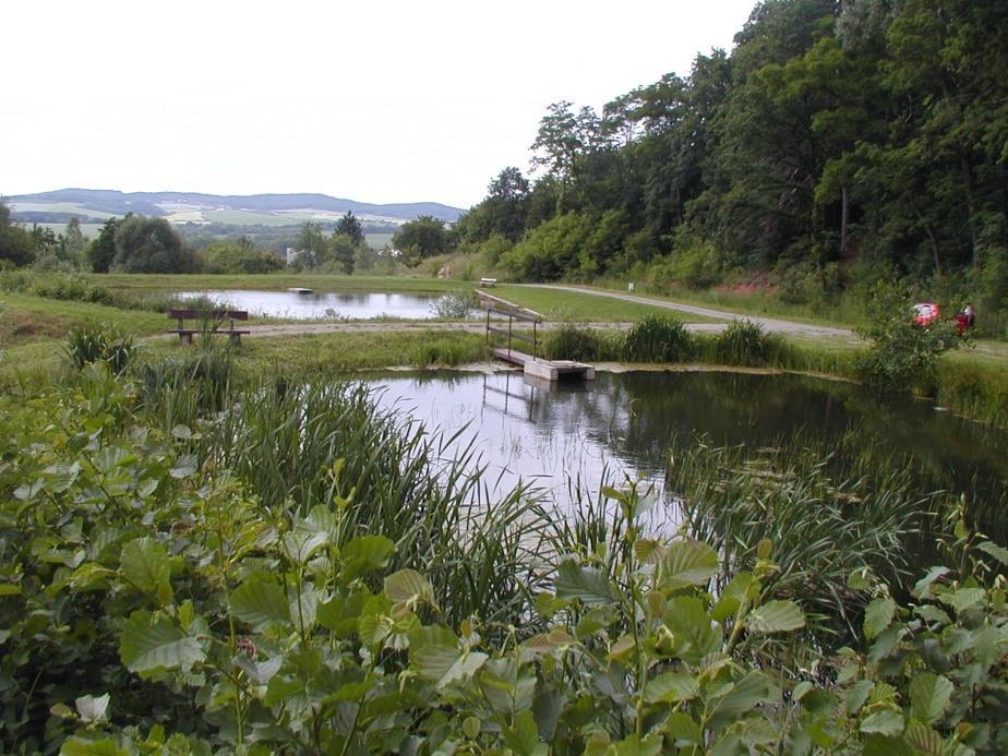 1 : 6 (cca 12-18% plochy nádrže), prohloubení s lavičkou vegetační zpevnění - tvrdá makrofyta (orobinec, rákos) tvrdé opevnění