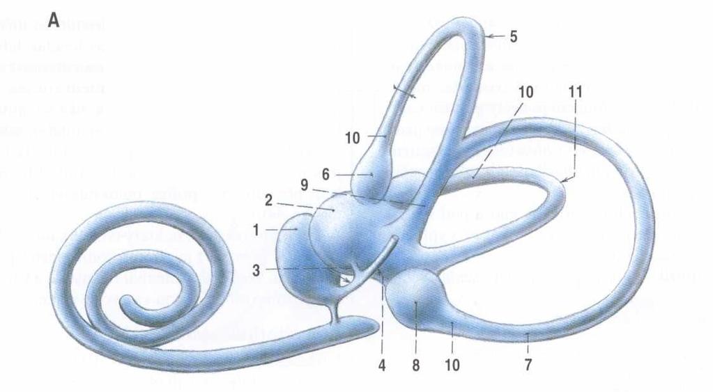 Stavba vnitřního ucha 1 váček kulovitý