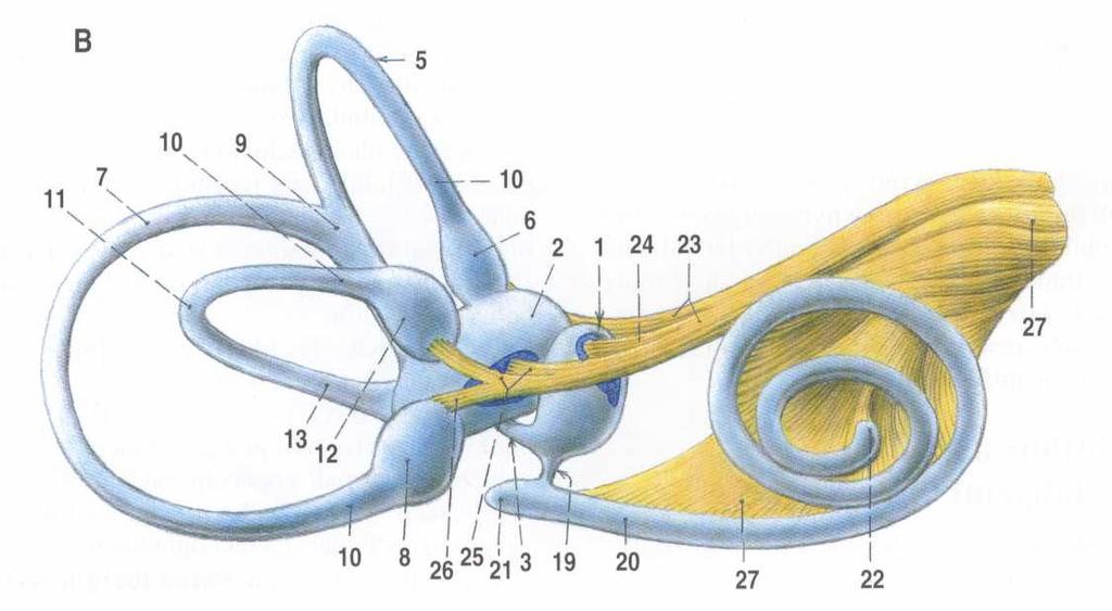 nálevka (ampula) 5,7,11 3 polokruhovité