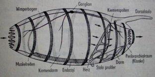 ganglion se smysl. orgány, metagenese: vajíčko -> nepohlavní oozoid > produkuje pučením kolonie pohl. jedinců blastozoidů (gonozoidů), různé varianty velcí až 5 cm, kolonie až 4 m Ekologiesalpvs.