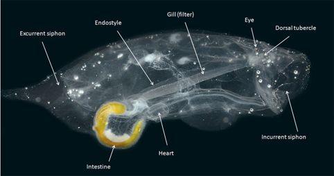 oozoid P ijímací otvor Endostyl Ganglion+ocellus