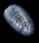 Thaliacaea: Pyrosoma atlanticum