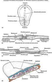 Inovační(krok( předznamenávající(potenciál( neurální(lišty:(( emancipace%jednotlivých% buněk%z%tkáňové%organisace% % diferenciační%autonomie%