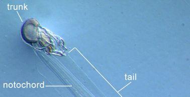 spp. gonochoristé larva