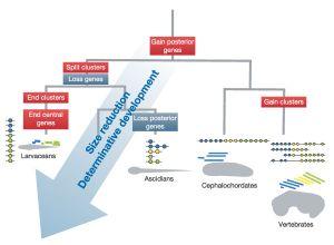 2001 Evolution of anterior Hox regulatory elements among chordates. BMC Evol Biol. 2011 Nov 15;11:330.