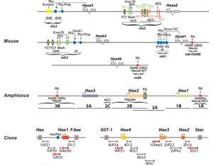 In contrast, neural enhancers that function as Hox response elements through the action of Hox/Pbx binding motifs have been conserved