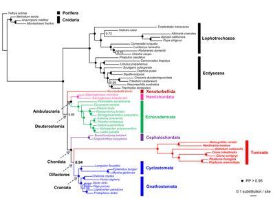 The functional assays reveal that these Hox response cis-elements are recognized by the regulatory components of different and extant