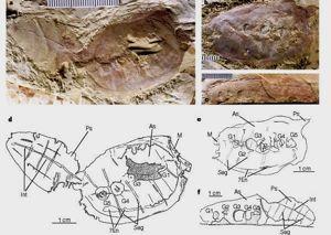 Didazoon, spodní kambrium, Chengjiang S-China, Craniata: posun do