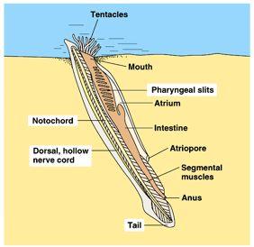 Asymmetron) Cephalochordata ploutevní lem, metapleury