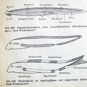 svalstvo: boční sval - myomery, myosepta (60 párů),