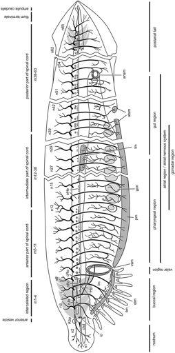 infundibulární orgán (cf. neurohypofýza), Koellikerova jamka (cf.