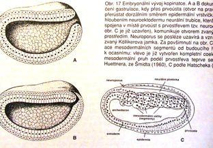 levé žab. štěrbiny Pozor: ne pravý glomerulus, podocyty ve stěně cévy u kopinatce cévy bez endotelu Reprodukce gonochoristé, tvar a uložení gonád u obou pohl. shodné (10-35. prim.