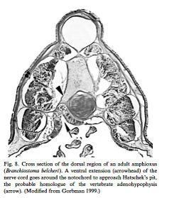 podkmeny: - Tunicata (Urochordata) - pláštěnci - Cephalochordata (Acrania s.