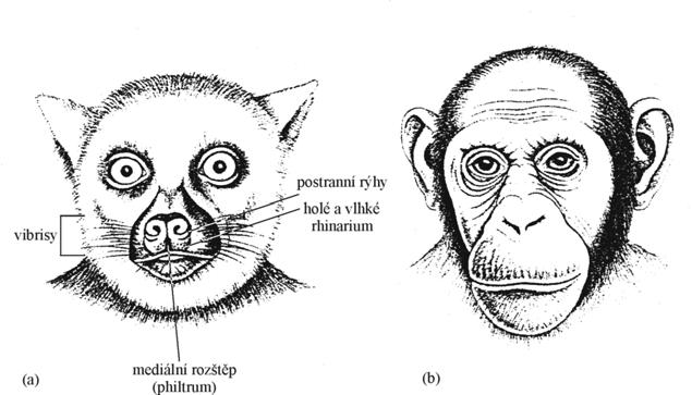 PRIMATOLOGIE PRO ANTROPOLOGY Obr. 6. Rozdíly nosní krajiny: (a) Strepsirhini (zde Lemur); (b) Haplorhini (zde Pan). Není dodržen poměr velikosti. Podle Conroye (1990). Chardina.