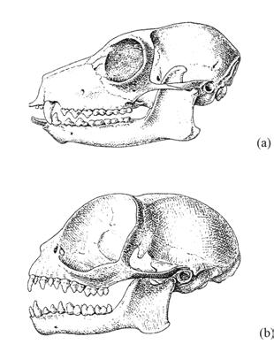3. FYLOGENETICKÝ VÝVOJ thecus. Měli již zubní vzorec 2 1 2 3 / 2 1 2 3 jako všechny žijící opice Starého světa i lidoopi.