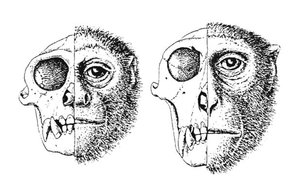 PRIMATOLOGIE PRO ANTROPOLOGY Obr. 15. Srovnání hlavy a lebky opic ploskonosých (vlevo) a úzkonosých (vpravo). Jedná se o adultní samce rodu Cebus (vlevo) a rodu Macaca (vpravo). Podle Schultze (1969).
