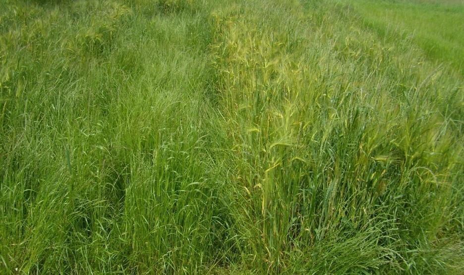 Regulace zaplevelení výdrolem obilnin výnos (kg/ha) výnos (kg/ha) Ochrana proti trávovitým plevelům 800 Vliv ošetření na výnos semen jílku