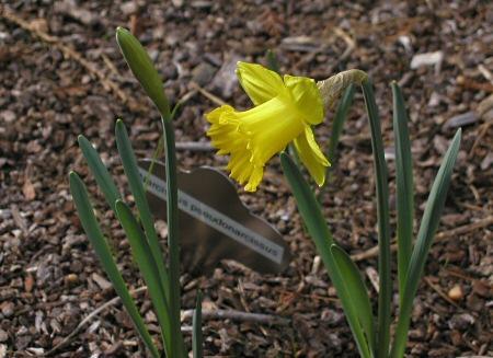 brázek 16 - Narcissus pseudonarcissus 84 3.2.3.1 Narcissus tazetta (L.) Jedná se o vytrvalou rostlinu kvetoucí od prosince do března s podzemní cibulí hnědé barvy.