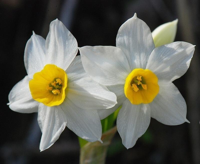 brázek 17 - Narcissus tazetta 85 3.2.3.2 Narcissus jonquilla (L.) Narcissus jonquilla pocházející z jižního Španělska je nyní velmi rozšířenou rostlinou. Má úzké, tmavě zelené listy 79.