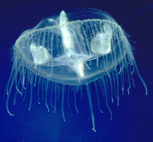 Limnomedusae (Craspedacusta sowerbii) Střídá se polypová generace s medusovou. Polypové stadium, velké 1-2 mm, se množí pouze pučením.