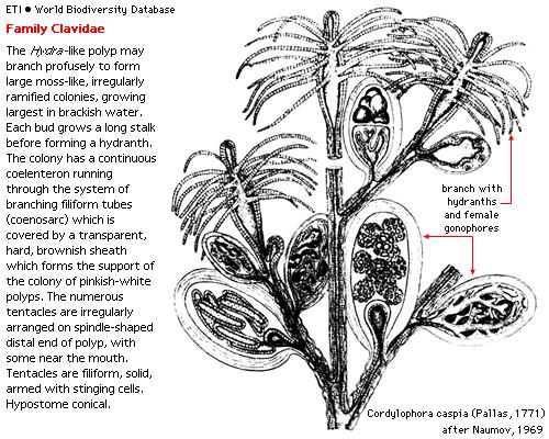 Hydrina (nezmaři) Čeleď: Clavidae Čeleď: Hydridae Čeleď: Clavidae možný výskyt v