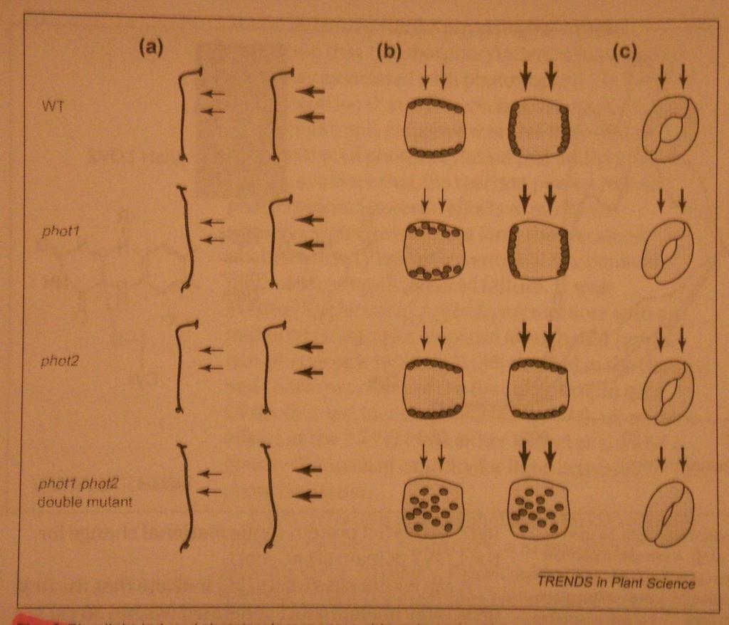 Role fototropinů v rostlinách Briggs and Christie: Trends in Plant Science 7: 24-21, 22