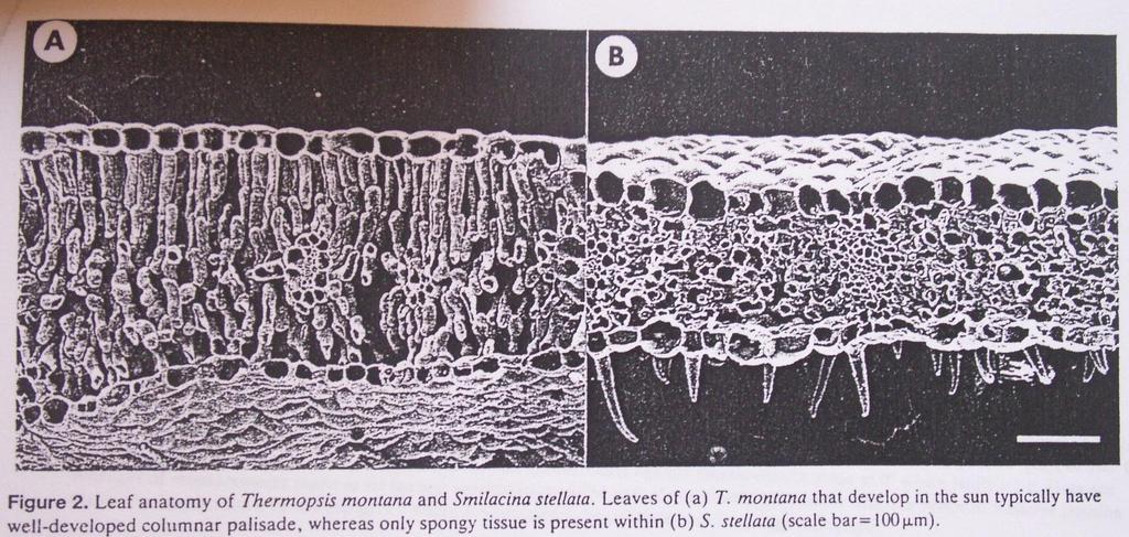 Anatomie listů Vogelmann T.C.