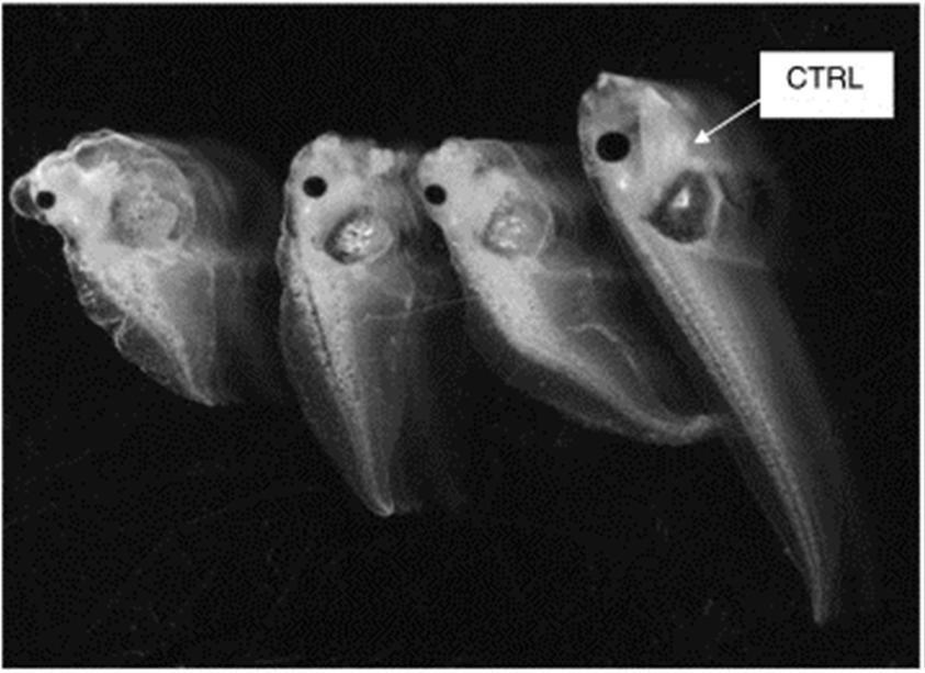 drápatky Xenopus laevis; rychlý test pro identifikaci