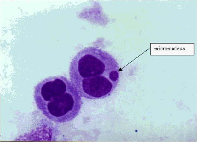 Detekce chromozomálních aberací - mikrojaderný test testy na buněčných kulturách in vitro, zpracování in vivo vzorků, vč. lidských tkání (např.