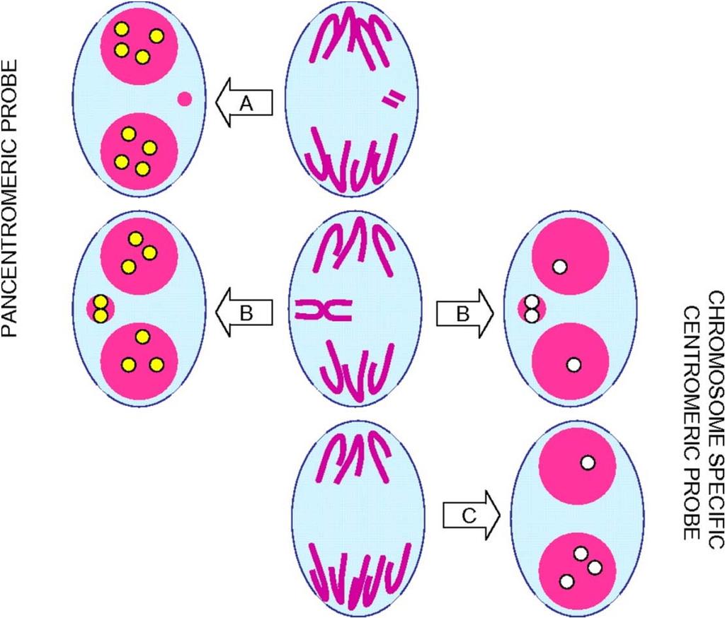 Detekce chromozomálních aberací - mikrojaderný