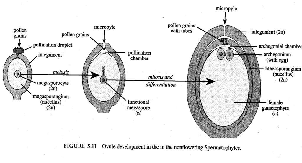 Vývoj samičího gametofytu uvnitř nucellu se diferencuje jedna velká buňka mateřská buňka megaspory redukční dělení mateřské buňky => 4 haploidní buňky nad sebou, dorůstá jedna => megaspora (zárodečný