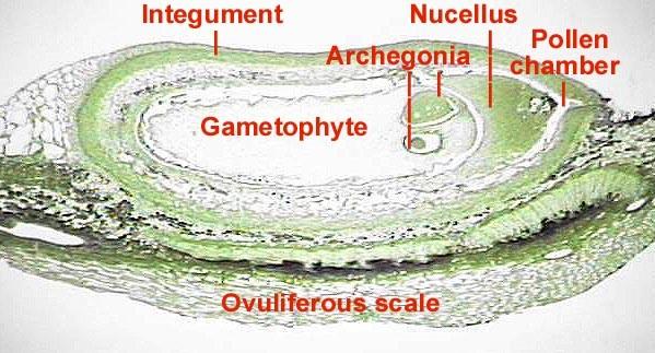 k tvorbě archegonií obvykle dochází až na jaře následující sezóny, kdy teprve je vajíčko připraveno na oplození => http://www.lima.ohio-state.edu/biology/archive/gymno.