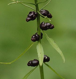 Dentaria bulbifera) http://cs.wikipedia.