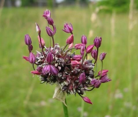 jpg Bryophyllum daigremontianum http://www.bryophyllum.