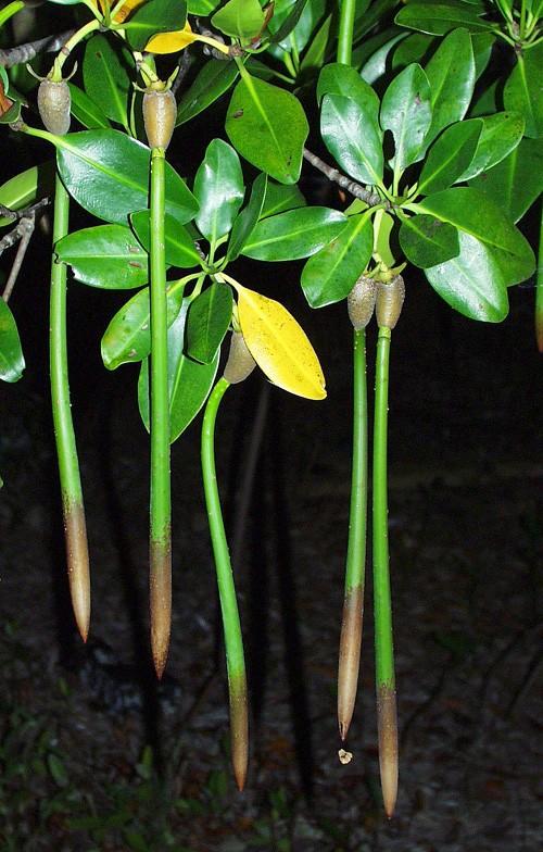 Lipnice cibulkatá Poa bulbosa http://tncweeds.ucdavis.edu/esadocs/poa_bulb.html http://www.