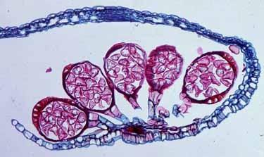 tvořit mitospory i meiospory Meiospory u cévnatých výtrusných rostlin jsou endospory = sporangiospory vznikají uvnitř mnohobuněčné výtrusnice (= sporangia) z její sporogenní tkáně, kde proběhne