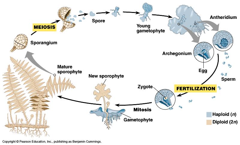 a - lodyžka s lístky, b - výtrusy, c - tobolka, d - prvoklíček, e - pohyblivý spermatozoid, f - anteridium, g - archegonium, h - štět gametofyt sporofyt http://tunguz.zivly.cz/expedice.