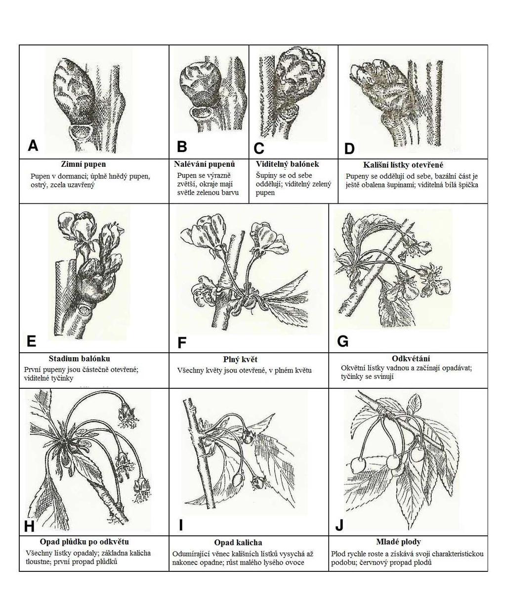Příloha 3 Fenologické fáze třešně ptačí
