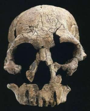 Homo rudolfensis Východní Afrika, 2,5-1,9 mil. Let jez. Turkana (Keňa), Uraha (Malawi) Holotyp: KNM-ER 1470, R.