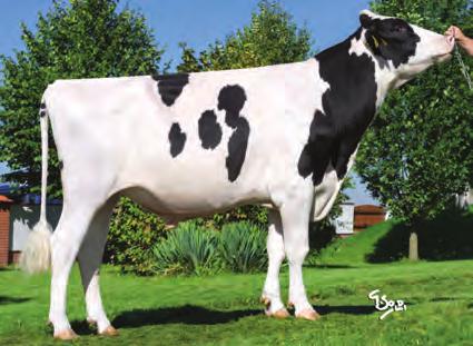 IMOLA NEO-661 MOGUL (DORCY) DEIGE ALTABAXTER 135,0 PH dle 2376 Vysoce postavený v dalších národních výpočtech (FR, NL, PL). Předpoklad výborné mléčné produkce dcer. Vynikající hodnocení zevnějšku.