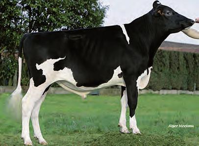 ENZO NXA-872 SOCRATES (BLITZ) O MAN LHEROS 129,0 PH dle 2033 Prověřený kvalitní býk s lehkými porody u jalovic. Dobrá užitkovost dcer s plusovými složkami.