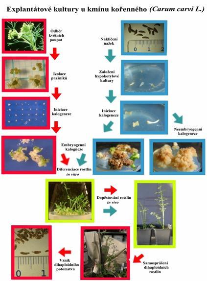 2. kultivace kmínu in vitro: kultivace kminu in vitro