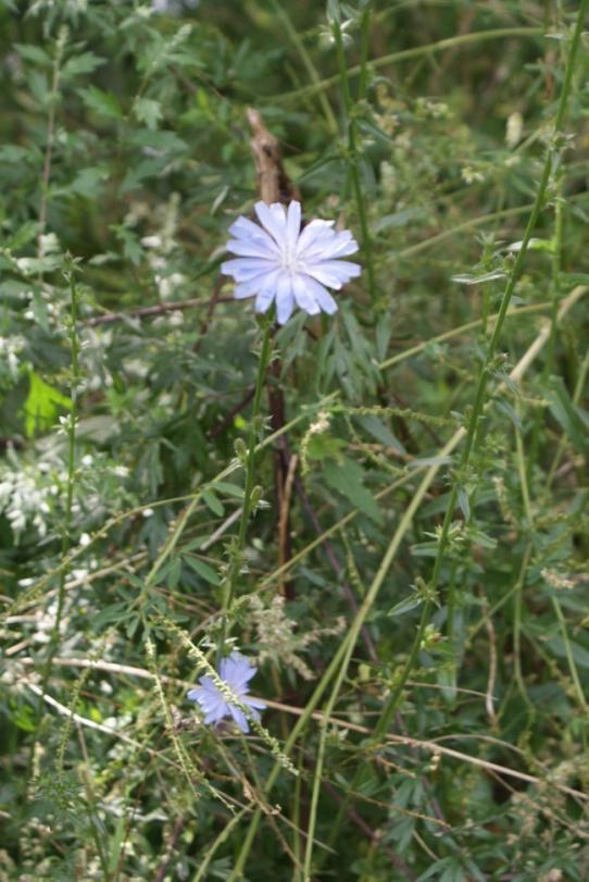 2: Leontodon autumnalis nacházející se Obr.