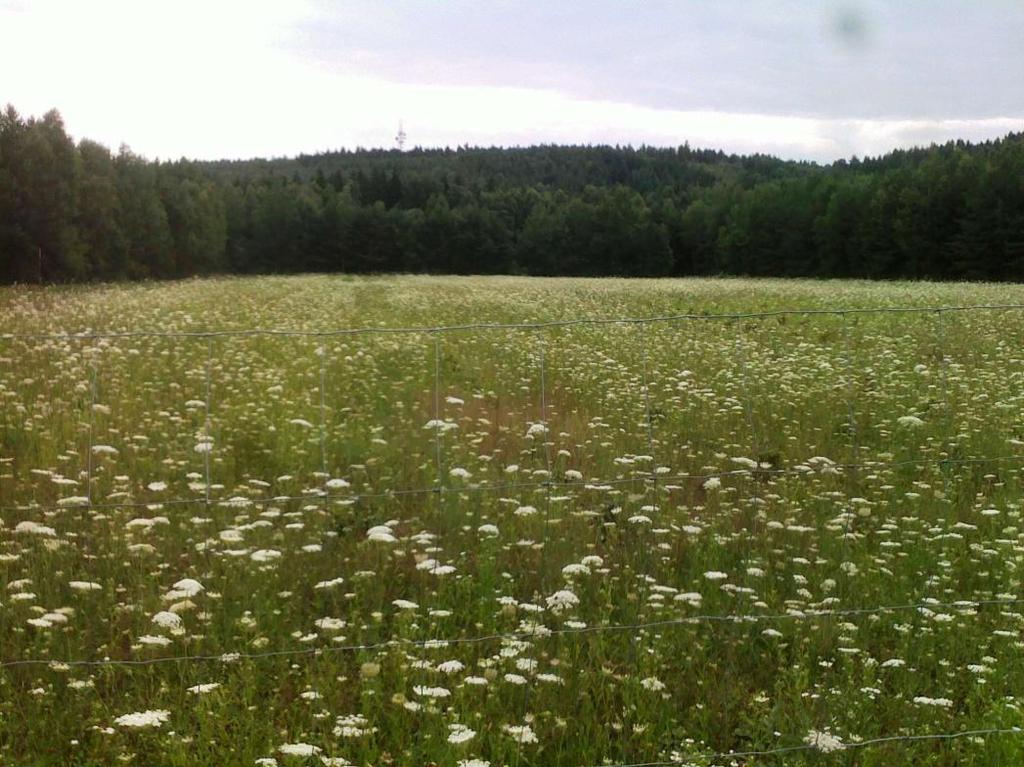 millefolium Obr.