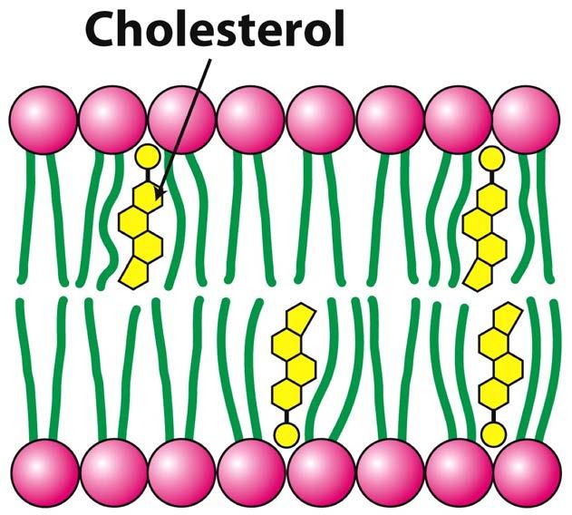 Cholesterol