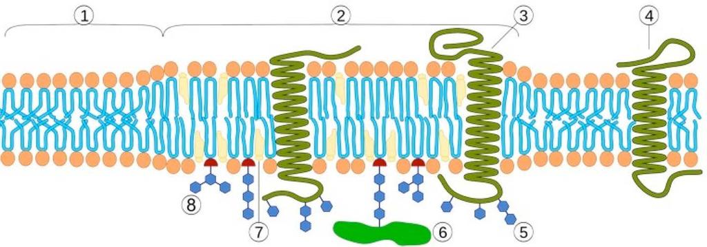 Rafty 1970s postulovány membránové mikrodomény např cholesterolu a sphingolipidů Stier & Sackmann a Klausner & Karnovsky 1980 and 1990s termín raft = pro uspořádané mikrodomény cholesterolu,