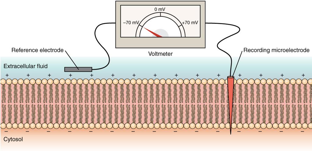 Membránový potenciál je elektrický potenciál (rozdíl) vnitřní strany buněčné membrány vztažený k vnějšímu povrchu buňky je výsledkem rovnováhy ustavené na