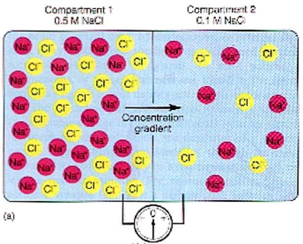 Membránový potenciál Potenciál vzniklý difuzí na polopropustné
