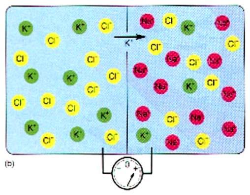 = RT F ln r elektricky neutrální, ale je přítomen koncentrační gradient Þ difuze iontů z [1]