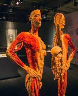 Ohlédnutí za koncem minulého školního roku Návštěva výstavy Body The Exibition Poslední květnový den jeli starší žáci ZŠ na výstavu do Prahy.